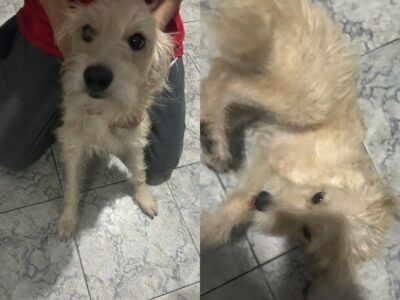 2 Cães (Adoção Urgente)