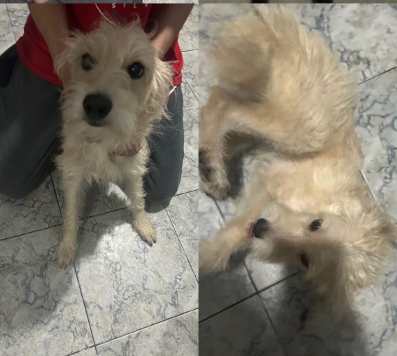 2 Cães (Adoção Urgente)