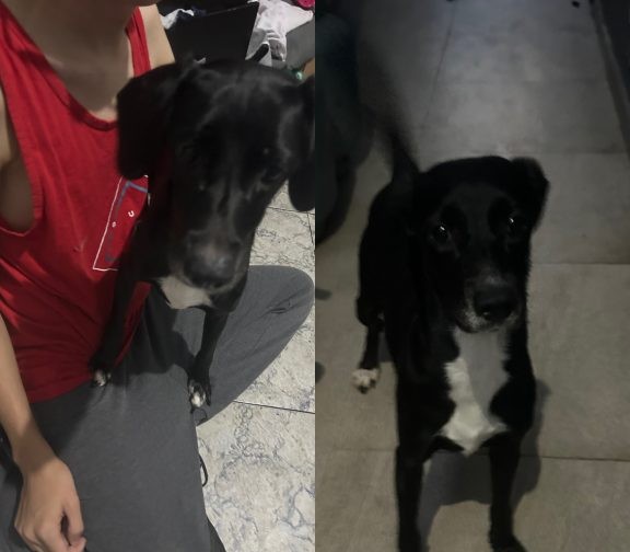 2 Cães (Adoção Urgente)