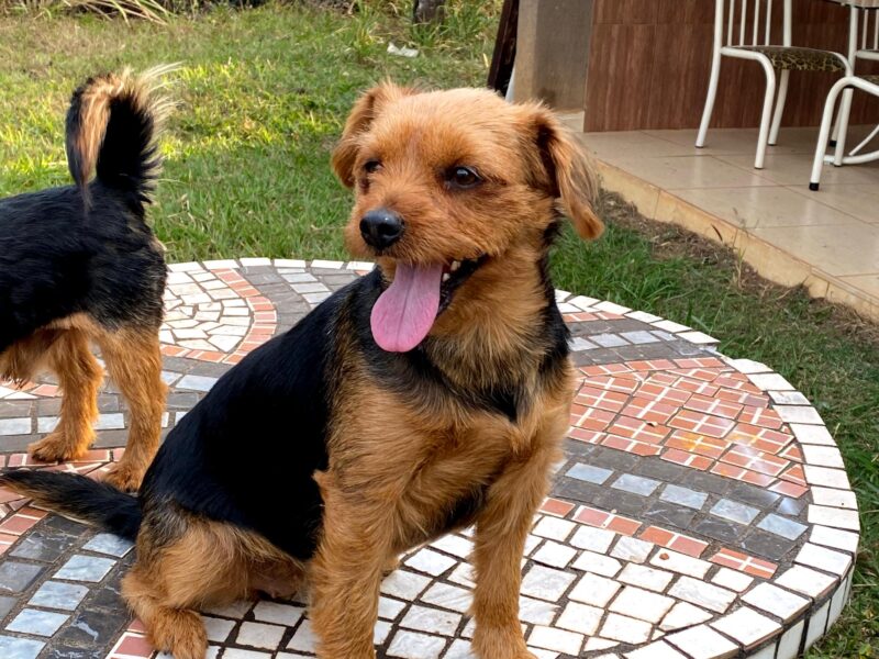 Layca e Lyon (Adocao Urgente)