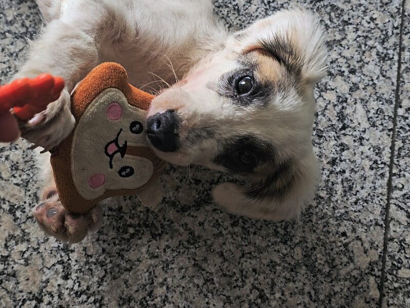 Pitoco (Adoção Urgente)