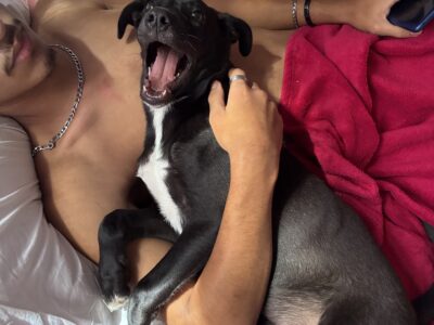 Batman (Adoção Urgente)